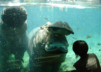 Zoo de Tennōji