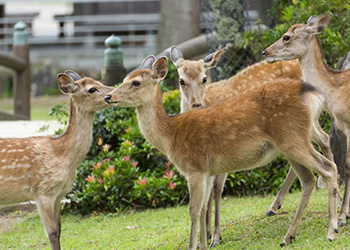 奈良公園